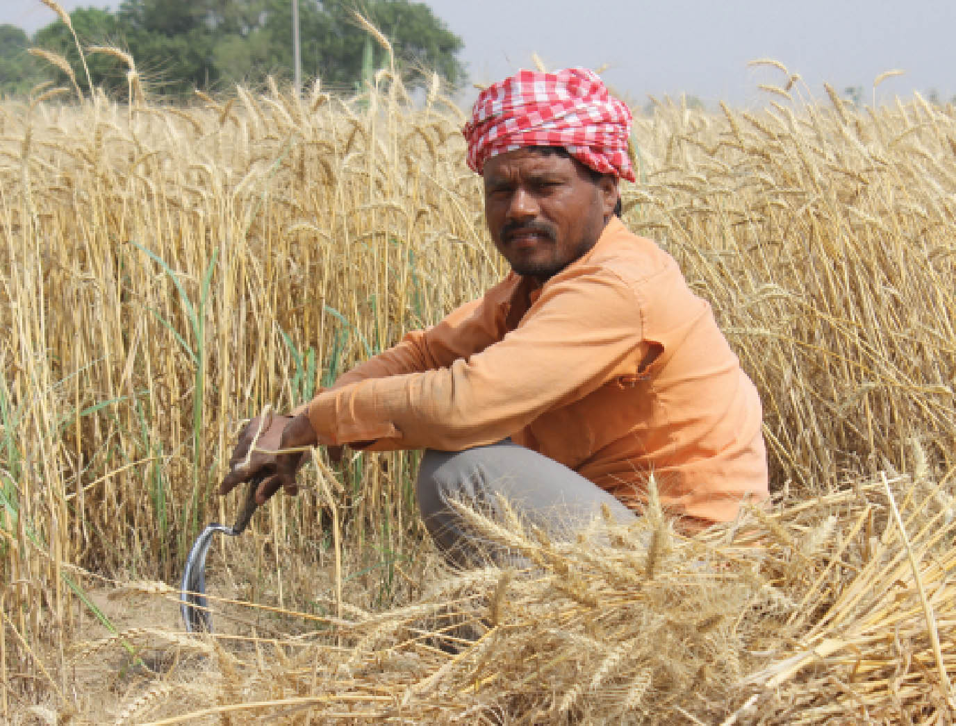 Space technology for crop acreage estimation and production forecasting
